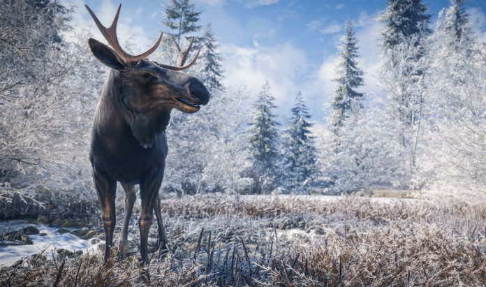 too-many-moose-not-enough-hunters-headline-health