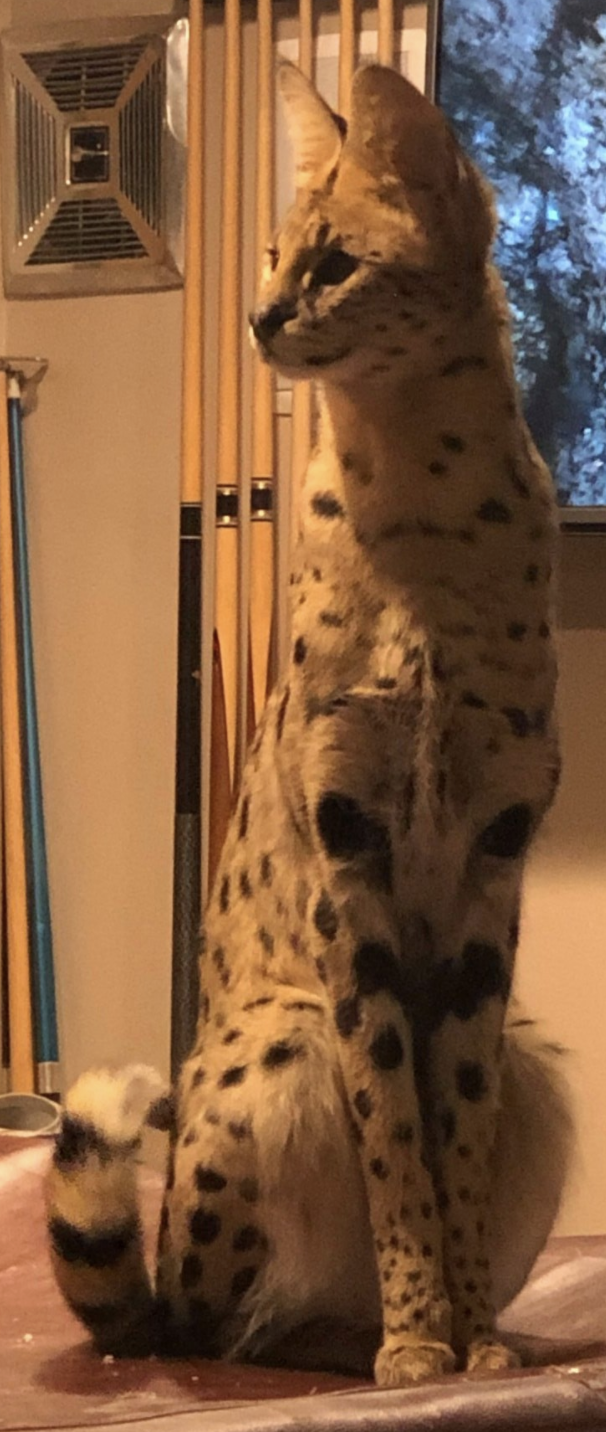 Small NH Town Does It Again; BOLO Alert For Escaped Serval Cat
