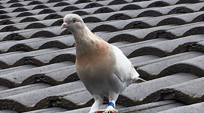 Racing pigeon