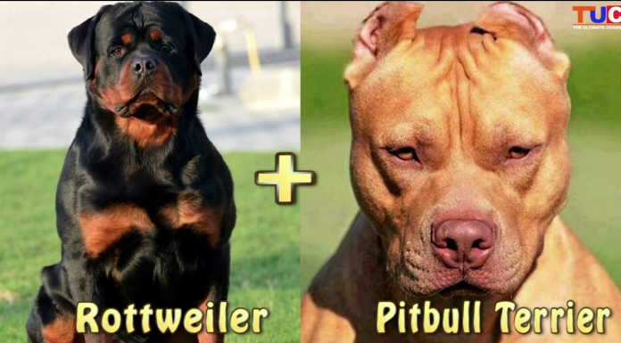 Rotweiler + Pit bull