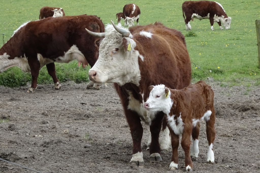 Cattle Feces Found In Us-grown Leafy Greens - Headline Health