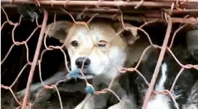 Caged dog
