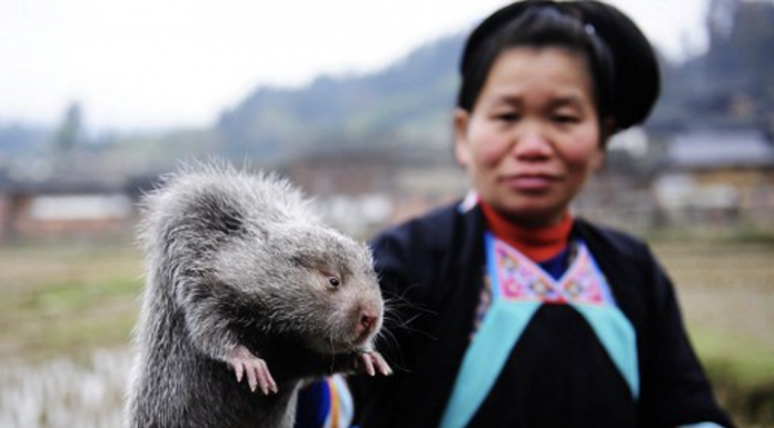 Woman holding bamboo rat