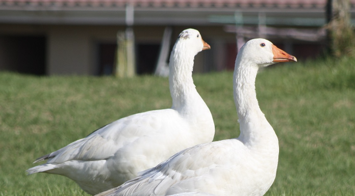 White geese on lawn