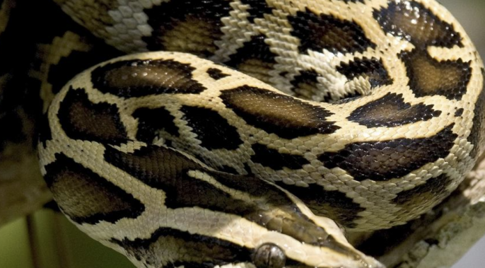 Invasive Burmese python snake in Florida