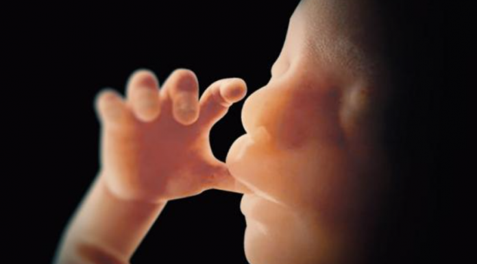 Image of living human fetus