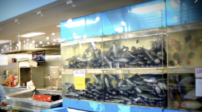 Live fish in a tank in a Chinese grocery store