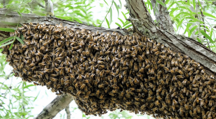 Bees swarming