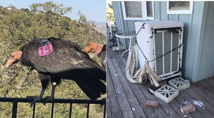Giant condors have made a mess of a California homeowner's deck