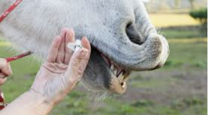 Worming pasted being administered to a horse