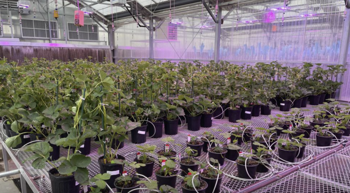 Gene-edited strawberry plants grow in a J.R. Simplot Company greenhouse