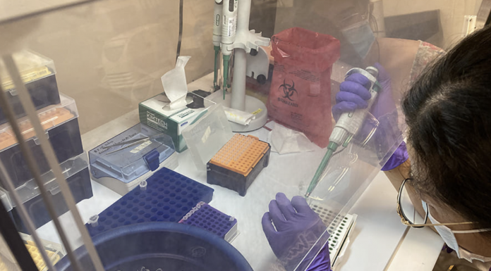 Post-doctoral researcher Lin Li in the College of Engineering, processing samples in the lab, is part of the group conducting environmental surveillance of wastewater for SARS-CoV-2 virus in the Truckee Meadows.