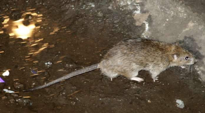 New York subway rat