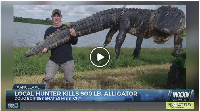 Doug Borries shot this massive gator on a private ranch in south Florida. | Screenshot: WXXV.com
