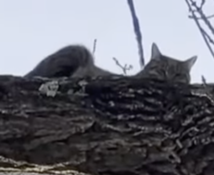 Cat stuck in tree | Screen Shot: YouTube/WISH-TV