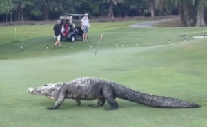 Three-footed gator that invaded a Florida golf course