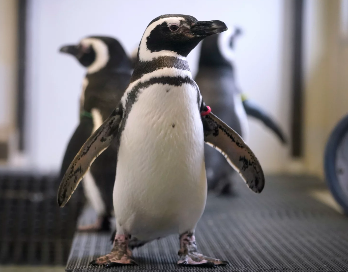 Magellan penguins stand in their enclosure at the Blank Park Zoo on Tuesday in Des Moines, Iowa. Zoos across North America are moving their birds indoors and away from people and wildlife as they try to protect them from the highly contagious and potentially deadly avian influenza.