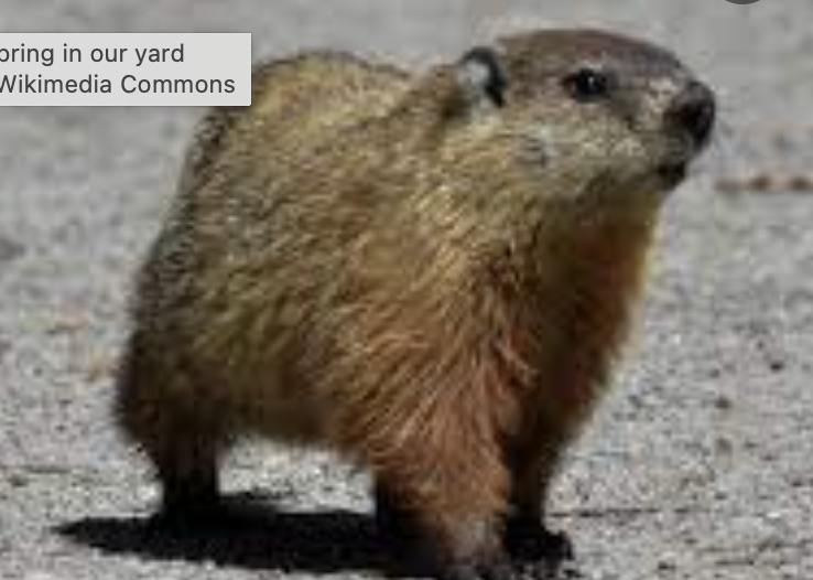 Woodchuck, aka groundhog