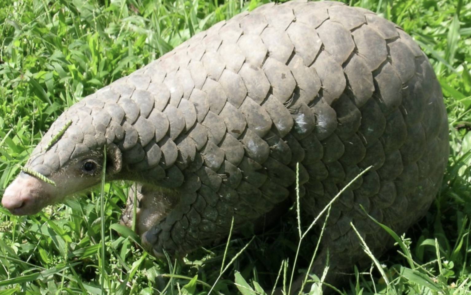 Pangolins are one known host for viruses similar to Covid-19.