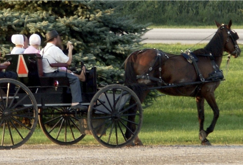 Amish people ride in buggy