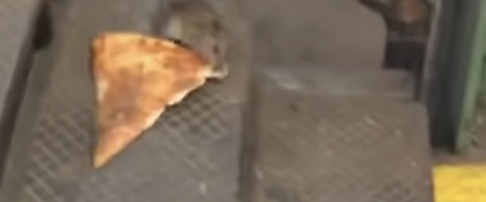 New York's famous pizza rat
