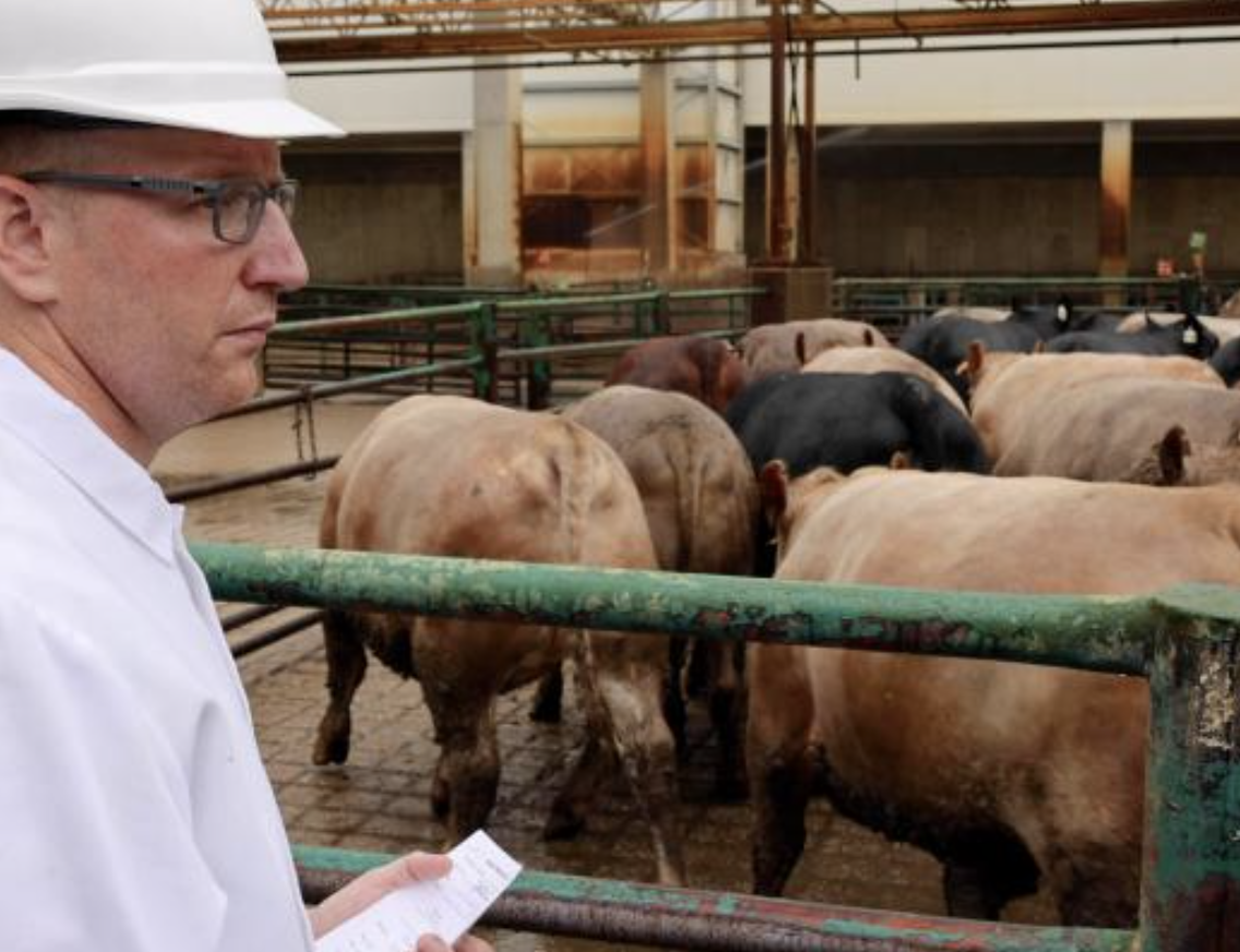 Meat inspector views cattle