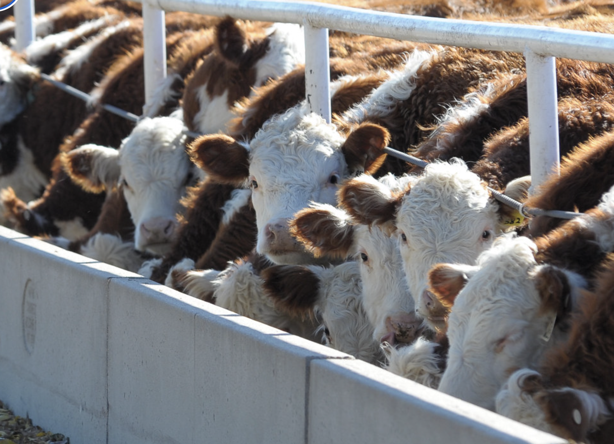 Cattle feedlot (CC BY 2.0)