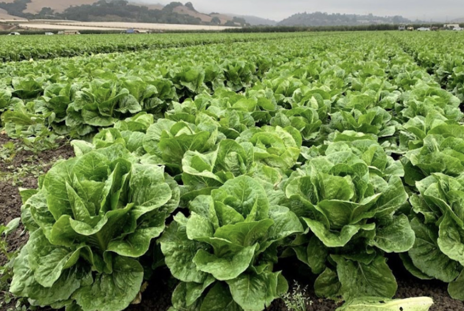 Field of romaine lettuce