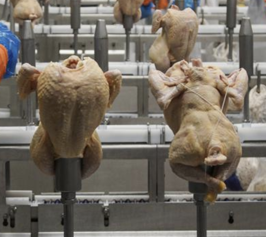 Workers process chickens at a poultry plant
