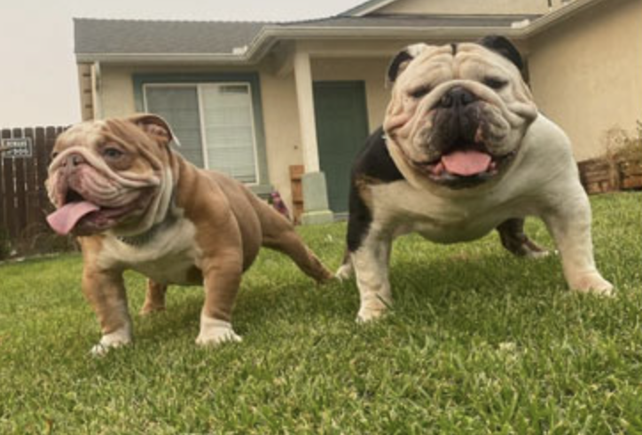 Four Brothers Bulldog Kennel is located at the same residence where the dogs were seized.