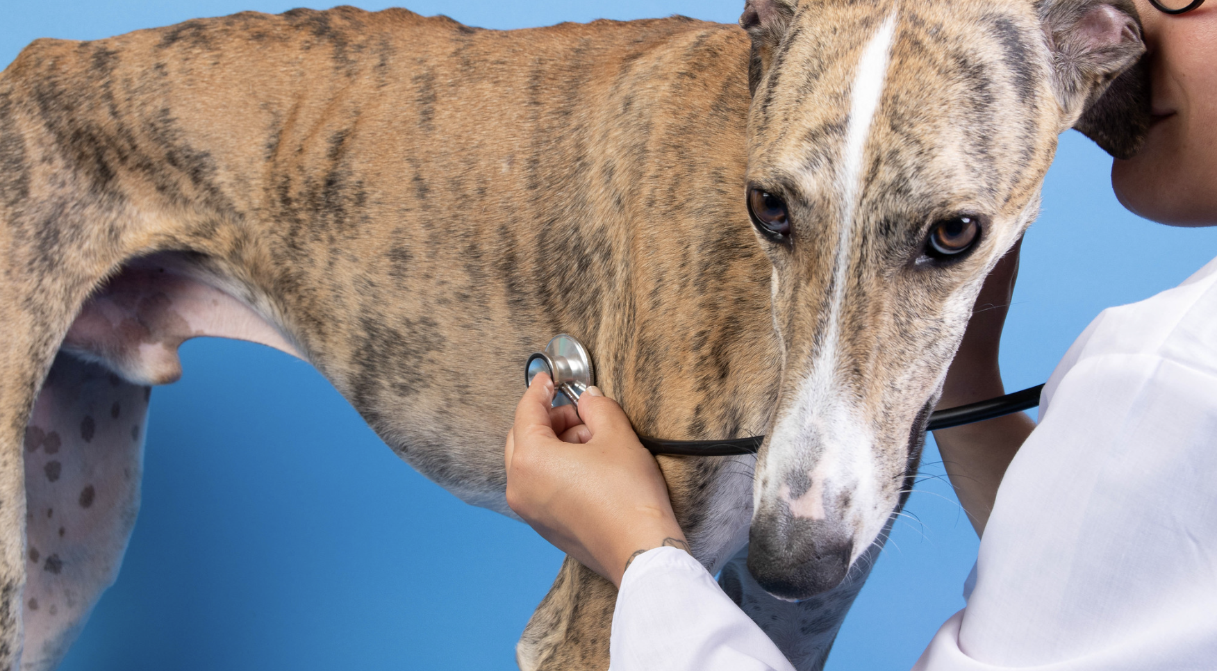 Veterinarian examining spanish greyhound dog