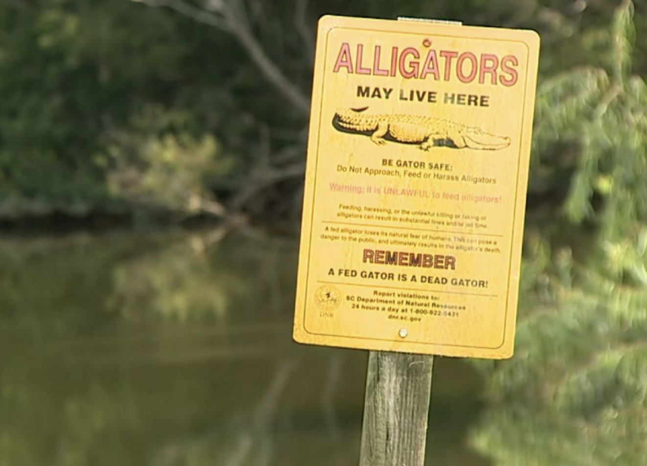 Alligator danger warning sign