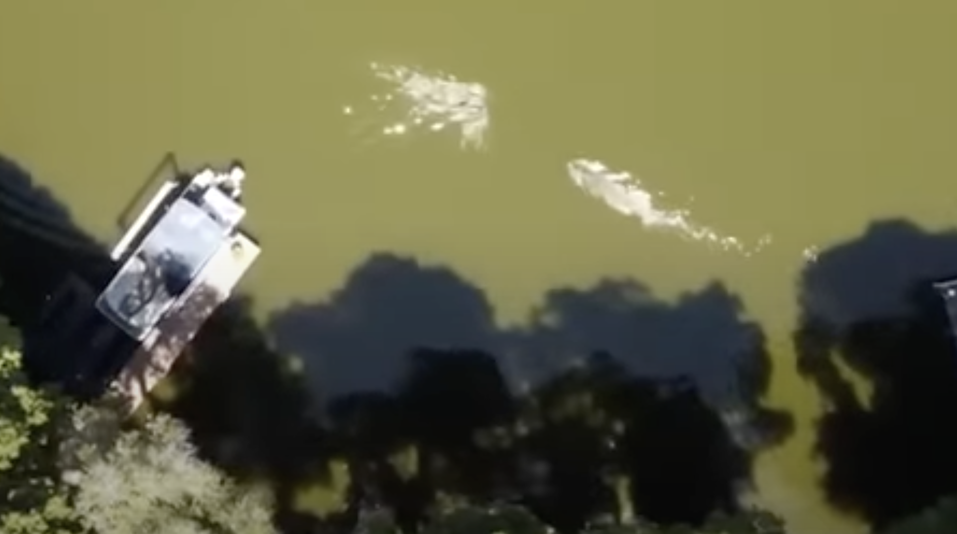 Drone Video of Alligator Attack