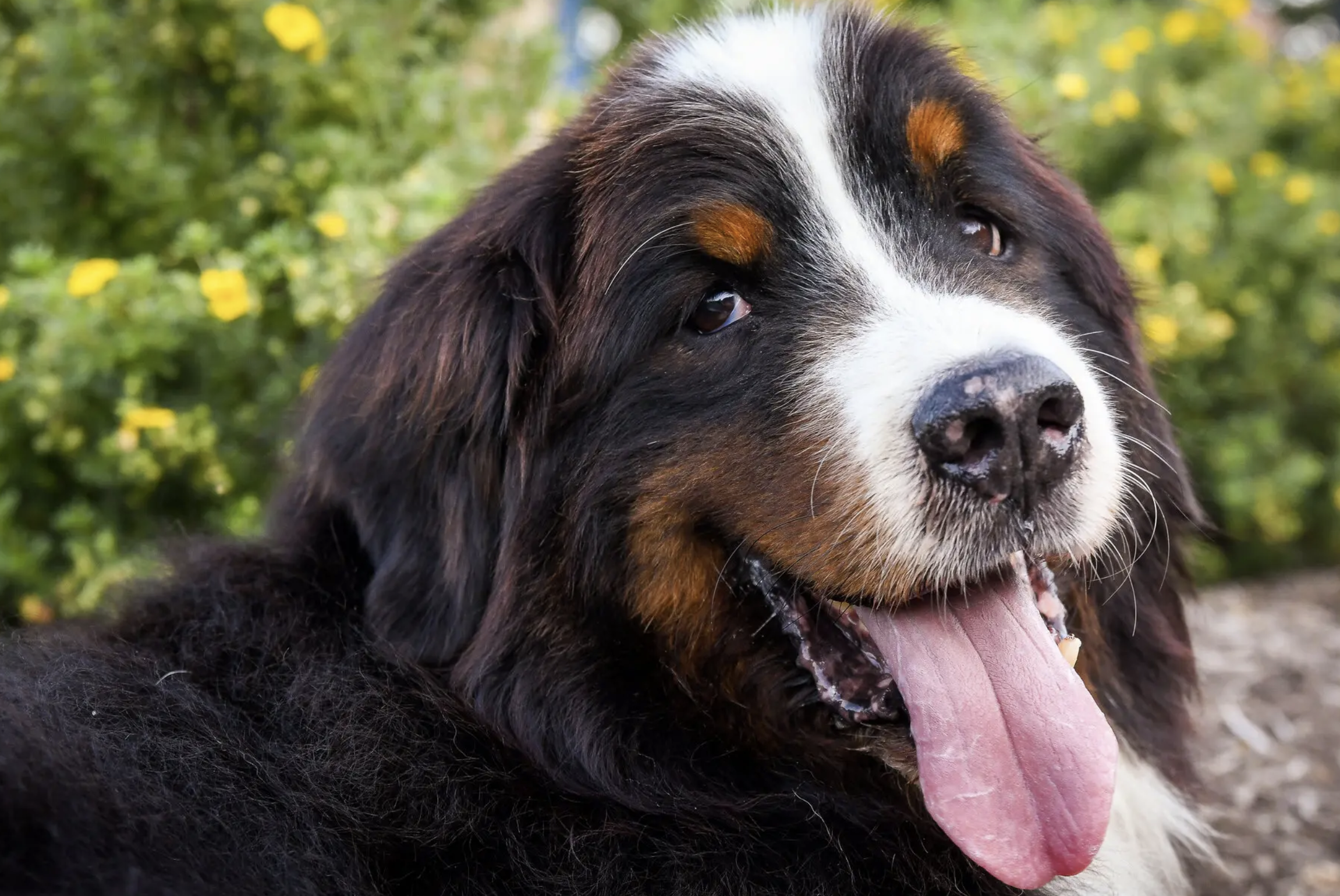 Dante, an 11-year-old Bernese mountain dog who has been diagnosed with canine cognitive dysfunction