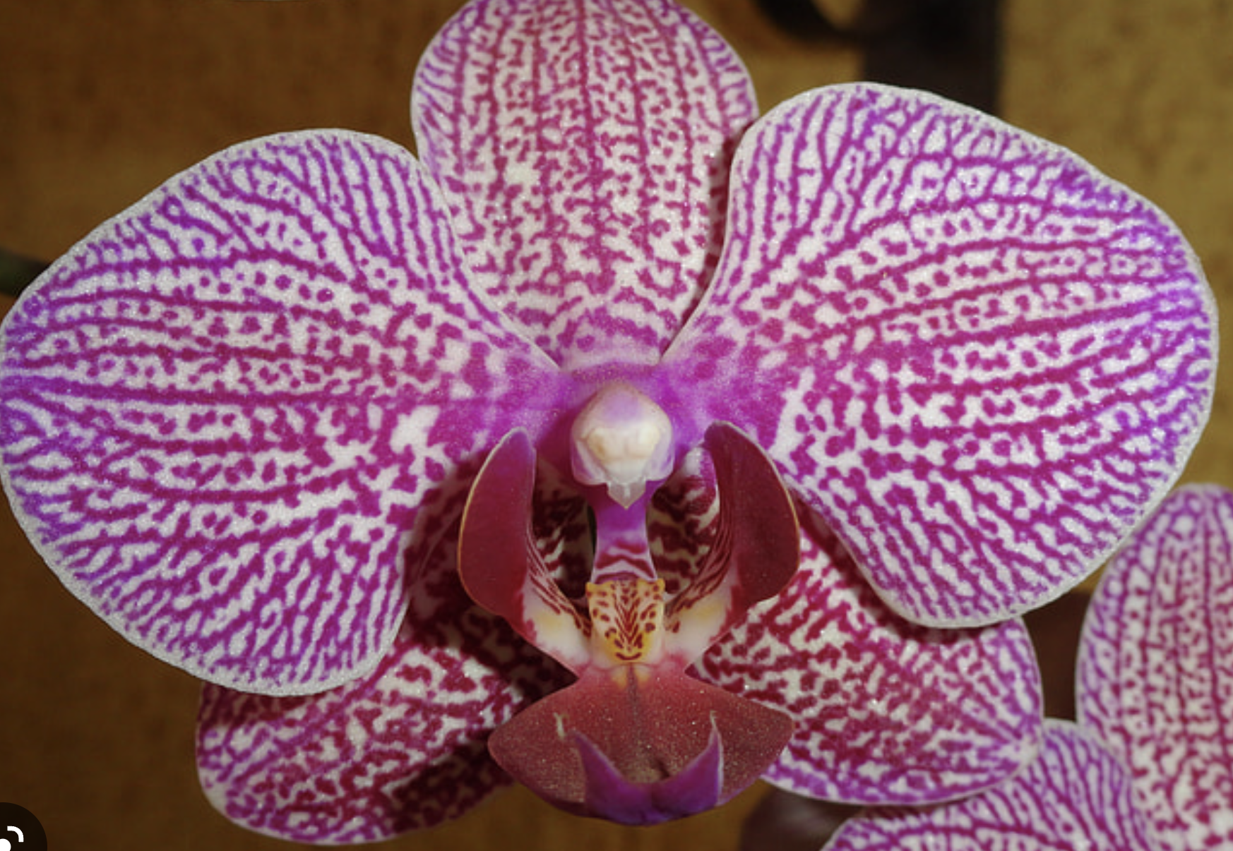 Photo of an orchid blossom