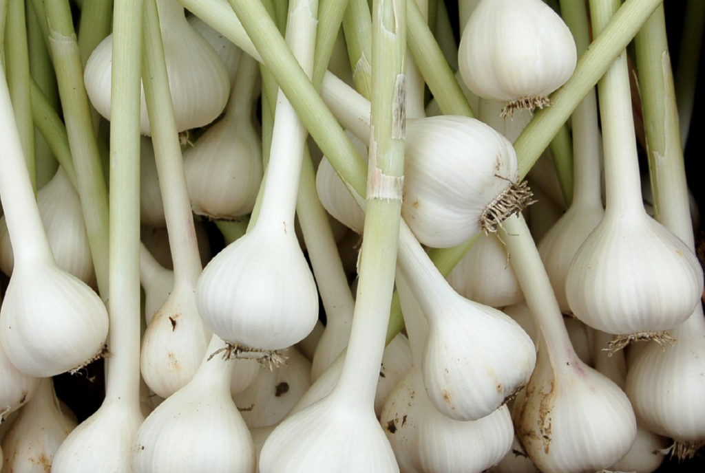 why-does-garlic-cure-everything-headline-health