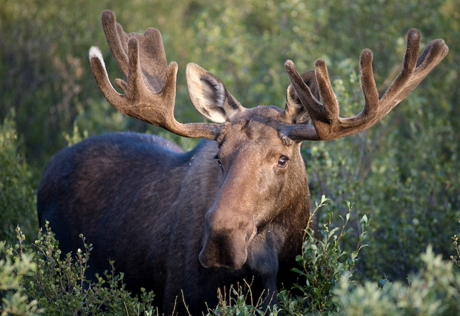 A moose in a meadow