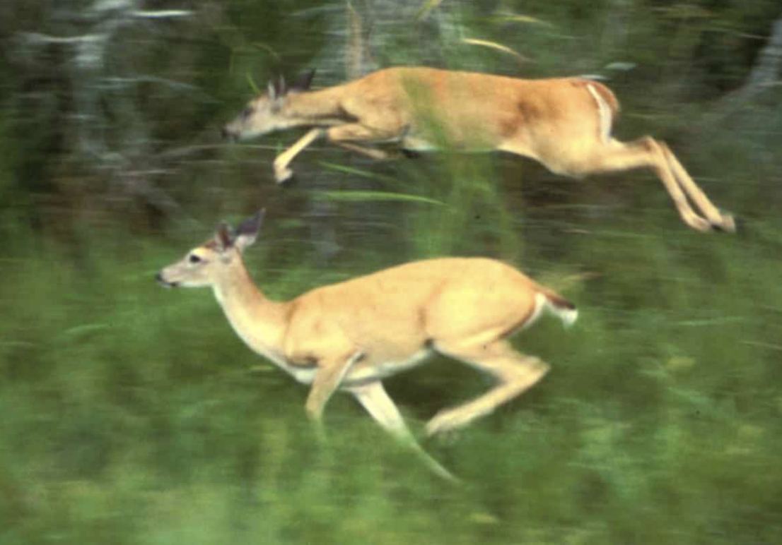 white tailed deers, running
