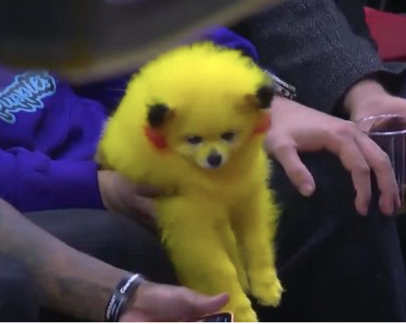 a dog with its fur died to look like the Pokémon character “Pikachu”