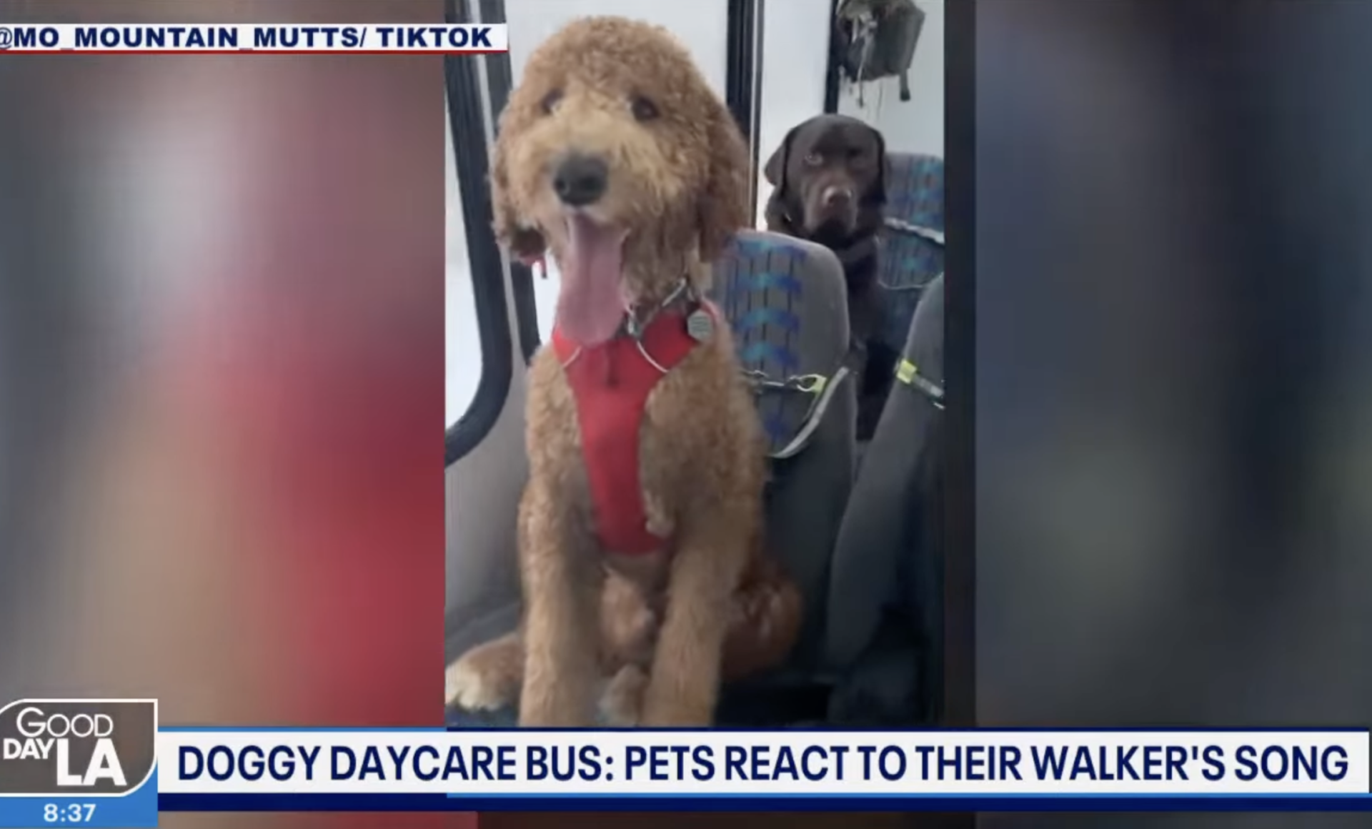 Doggy ‘daycare’ bus in Alaska goes viral on TikTok Headline Health