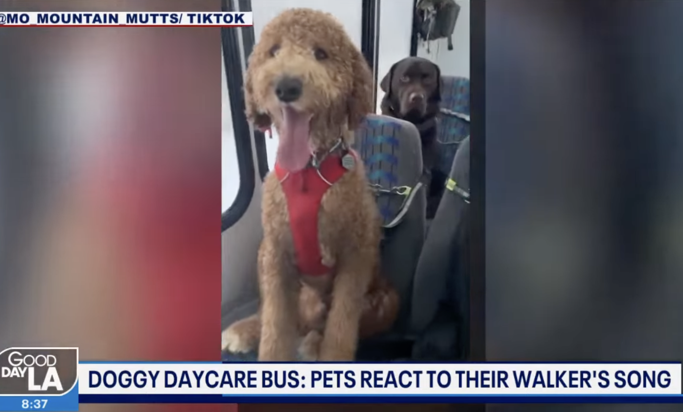 Doggy ‘daycare’ bus in Alaska goes viral on TikTok