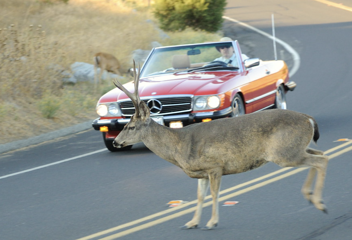 Close call - Mercedes versus Deer