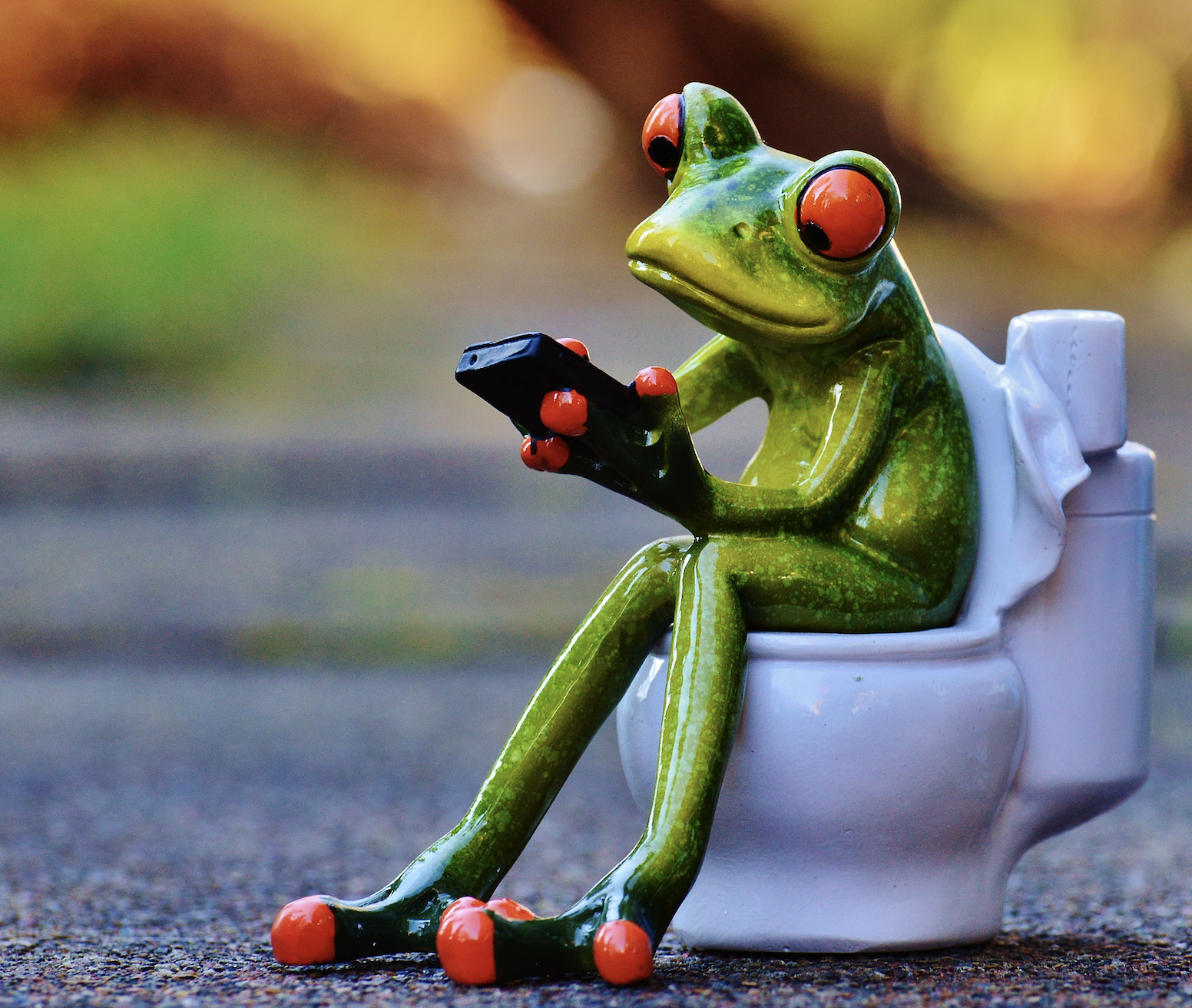 Frog sitting on toilet