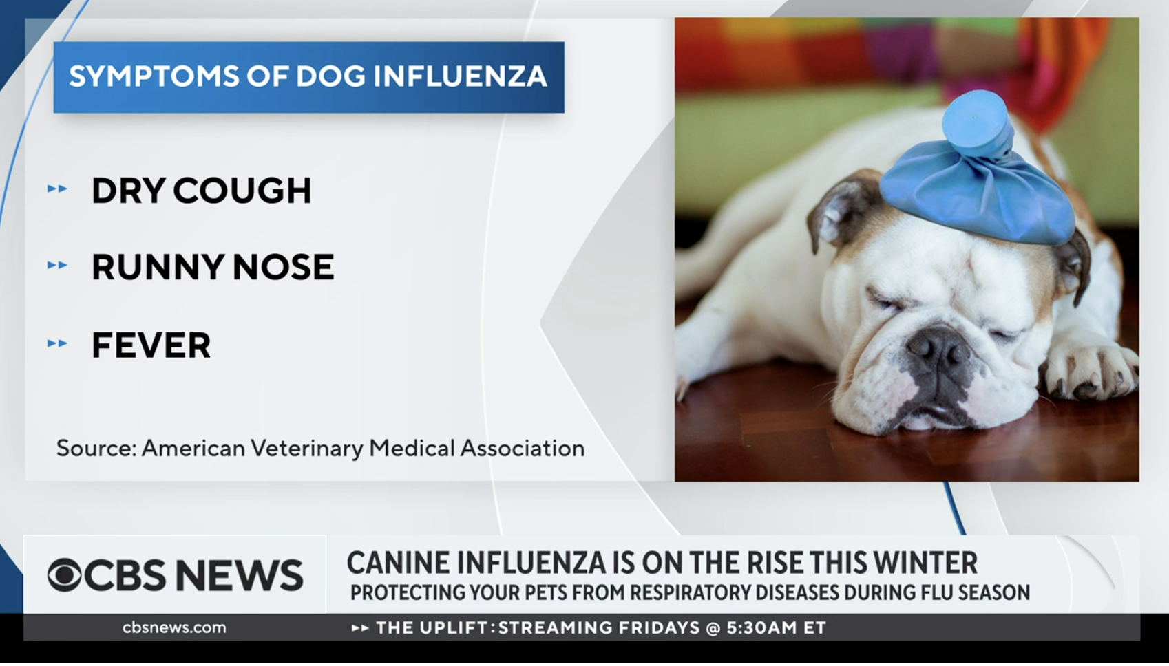 Signs that your dog might have the flu