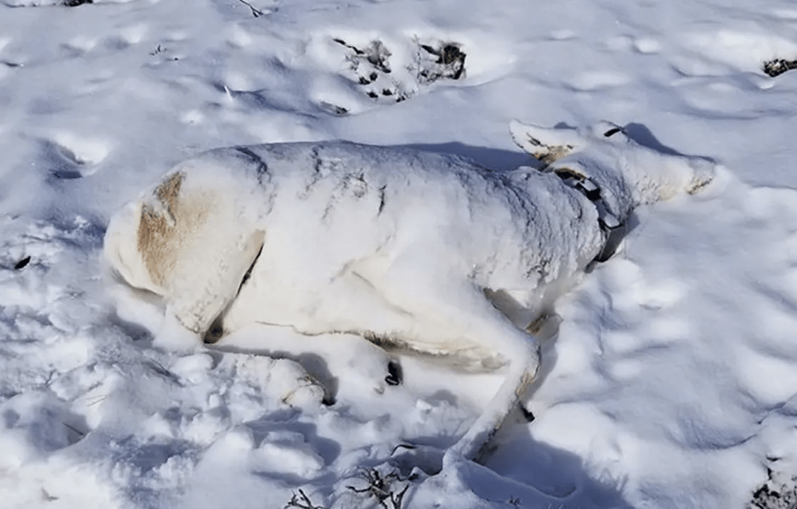 Frozen pronghorn carcass (Wyoming Game and Fish Department)