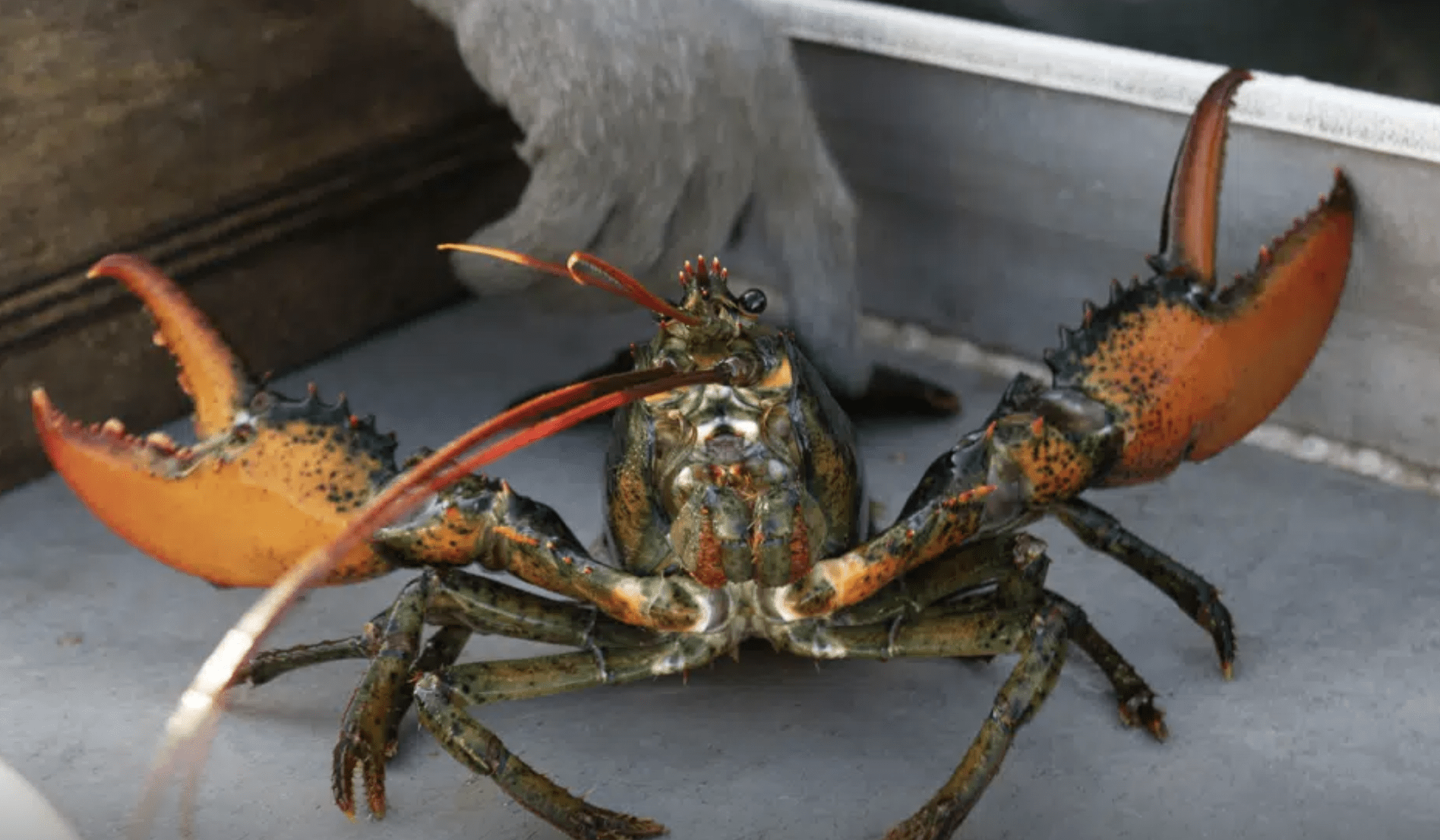 American lobster )AP Photo)