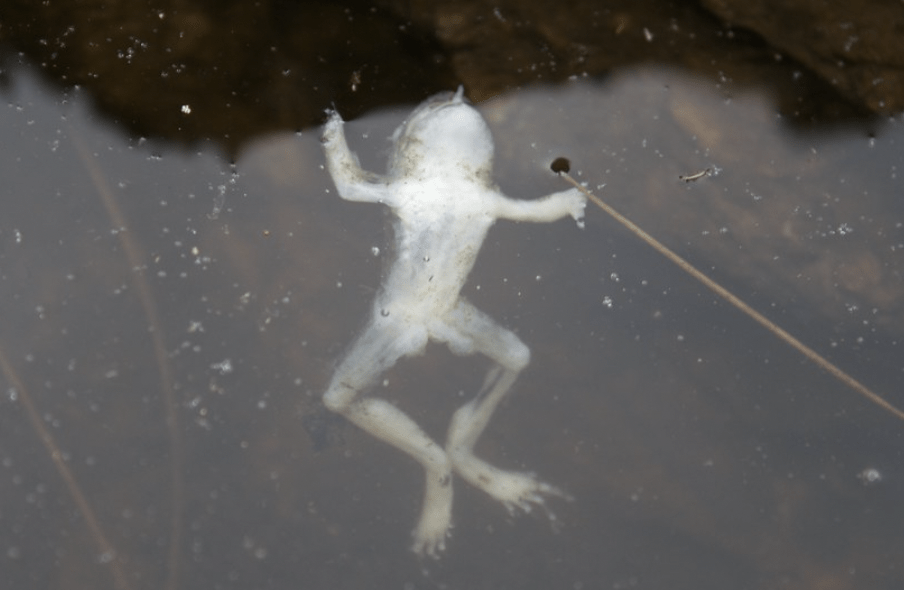 Dead frog in Bundi river pool