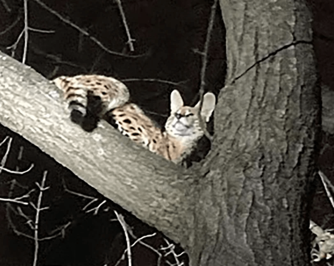 Serval cat in a tree