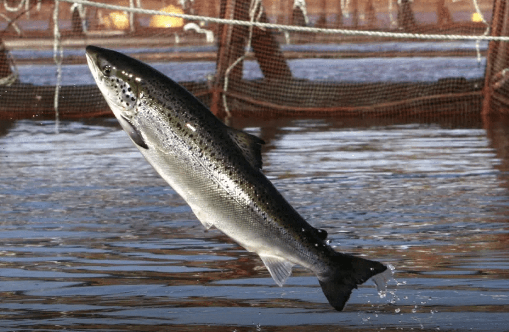 An Atlantic salmon leaps out of the water (AP Photo/Robert F. Bukaty, File)