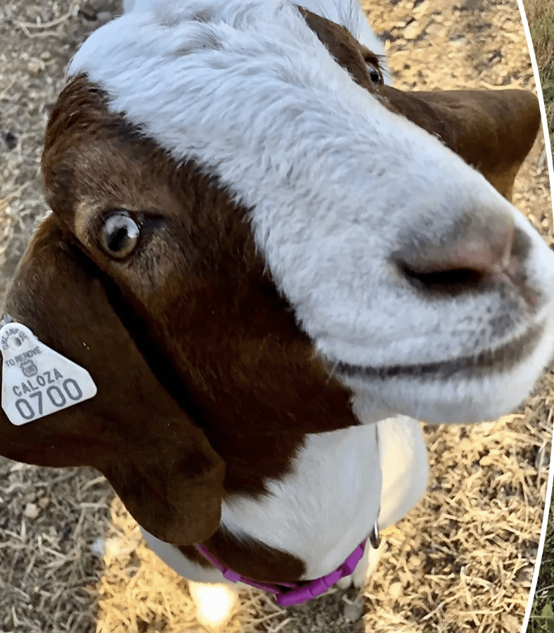 Goat was allegedly barbecued
